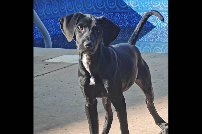 Kaylee’s Island of Misfit Dogs Rescue - Chelle