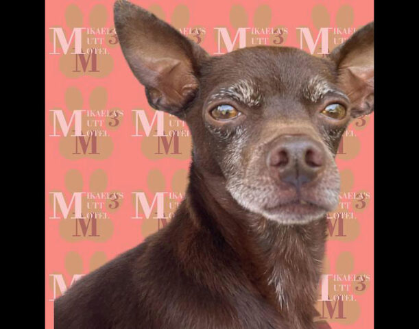 Mikaela’s Mutt Motel - Nikey