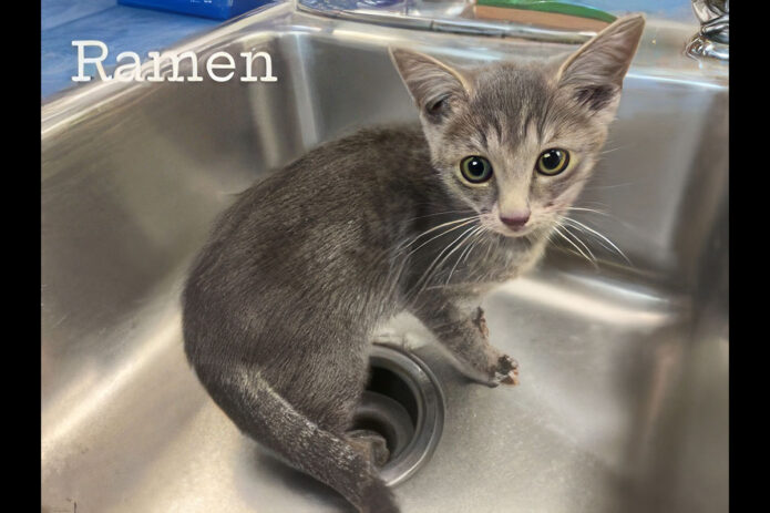 Montgomery County Animal Care and Control - Ramen