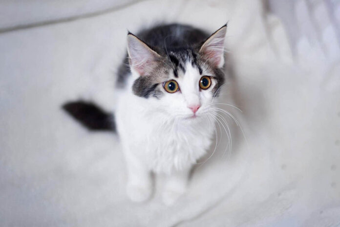 Hamid Gustavas - Puurrrfect Paws Rescue & Cat Cafe