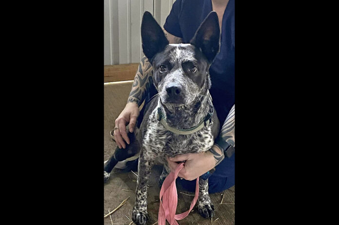 Stewart County Faithful Friends Animal Rescue - Pepper