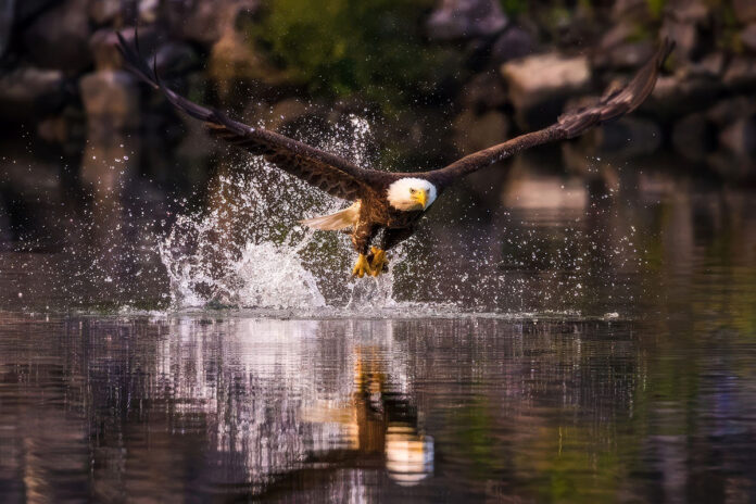 Tennessee Wildlife Federation Photo Contest. (Kalley Cook)