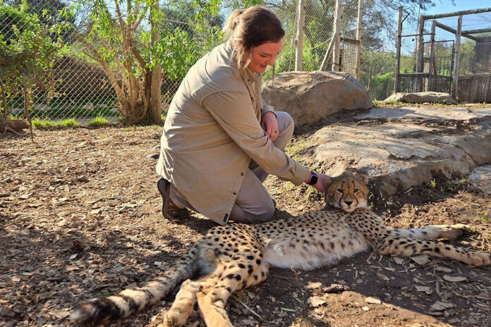 Jordan Spencer, a senior pre-veterinary student at Austin Peay State University, handles a wild cheetah during a study abroad program in South Africa. The animal is for educational and conservation purposes and is not a pet. (APSU)
