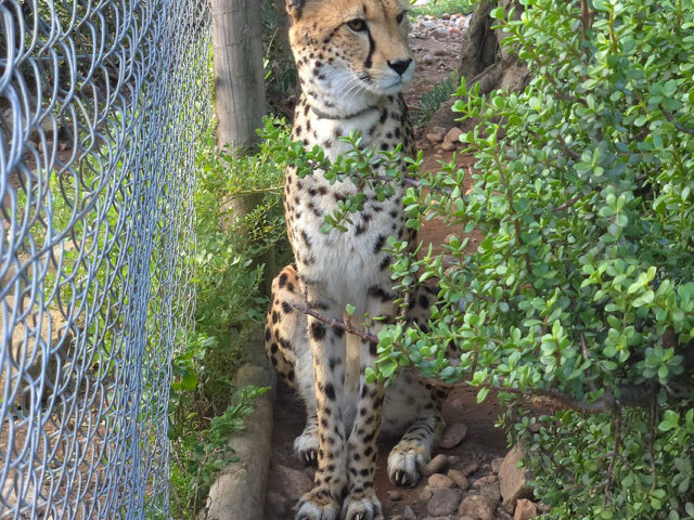 According to the International Fund for Animal Welfare, low genetic diversity contributes to the cheetah’s risk of extinction in the wild. The pictured animal is used to promote education and conservation and is not a pet. (APSU)