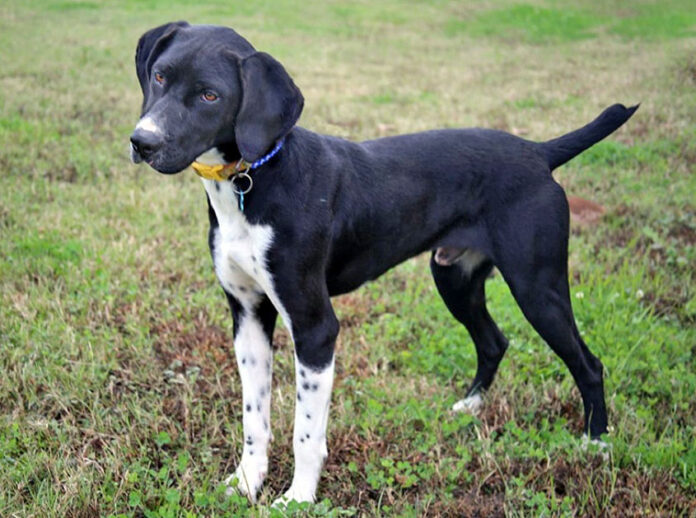 Elvis can be found at Companion Pet Rescue of Middle Tennessee