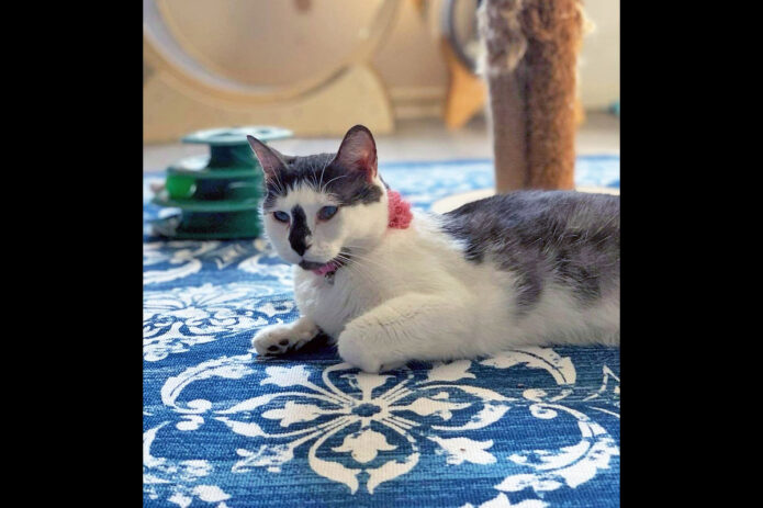 Finders Keepers Cat Rescue - Reese