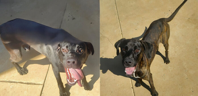 Kaylee’s Island of Misfit Dogs Rescue - Bambalamb & Baloo