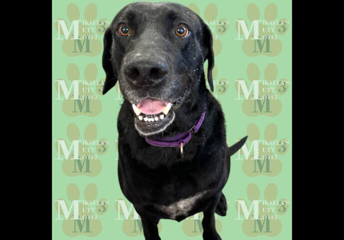 Mikaela’s Mutt Motel - Rufus