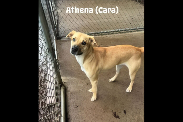 Montgomery County Animal Care and Control - Athena