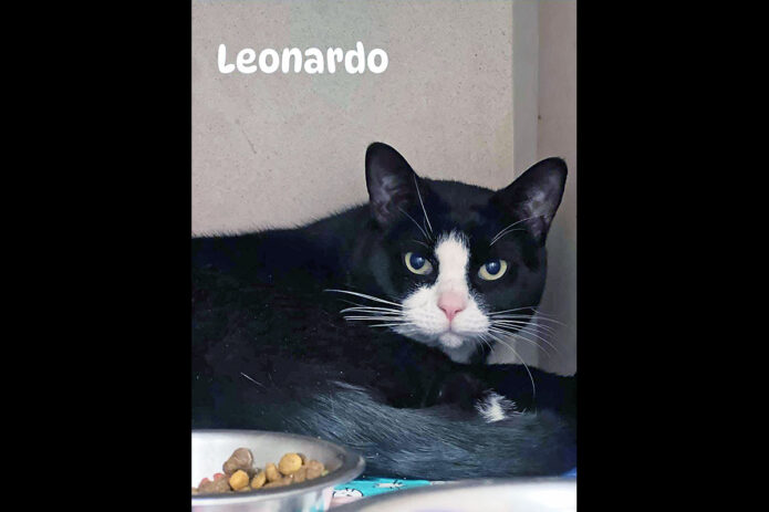 Montgomery County Animal Care and Control - Leonardo