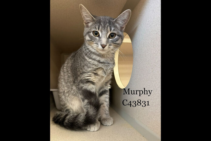Montgomery County Animal Care and Control - Murphy