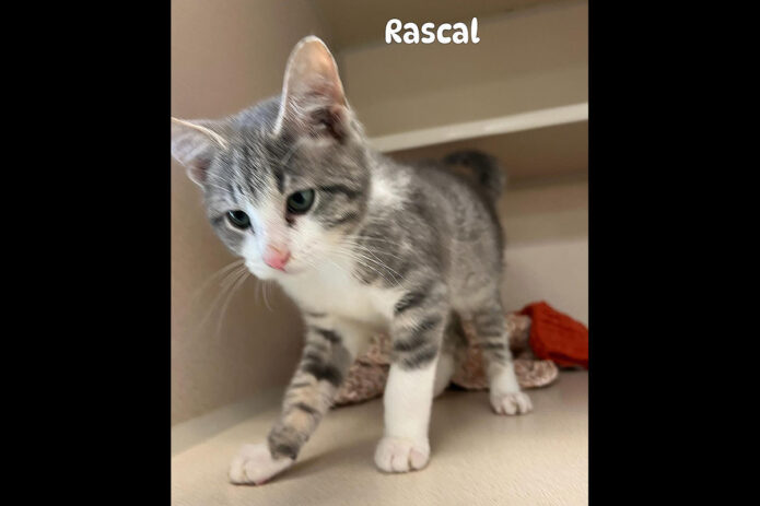 Montgomery County Animal Care and Control - Rascal