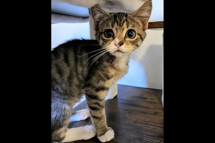 Puurrrfect Paws Rescue & Cat Cafe - Oasis