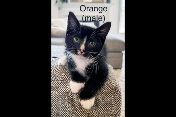 Puurrrfect Paws Rescue - Orange