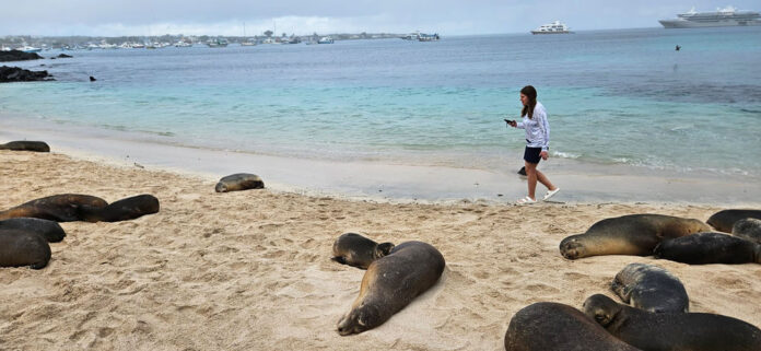 Dr. Madeline Giefer, an assistant professor at Austin Peay State University, passes by a group of sunbathing sea lions while on a research trip to the Galapagos Islands. (APSU)