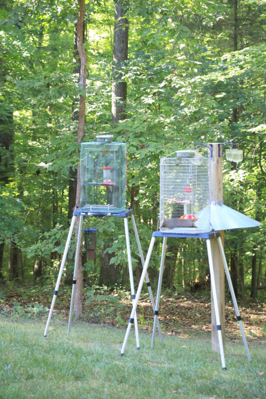 Hummingbird Festival