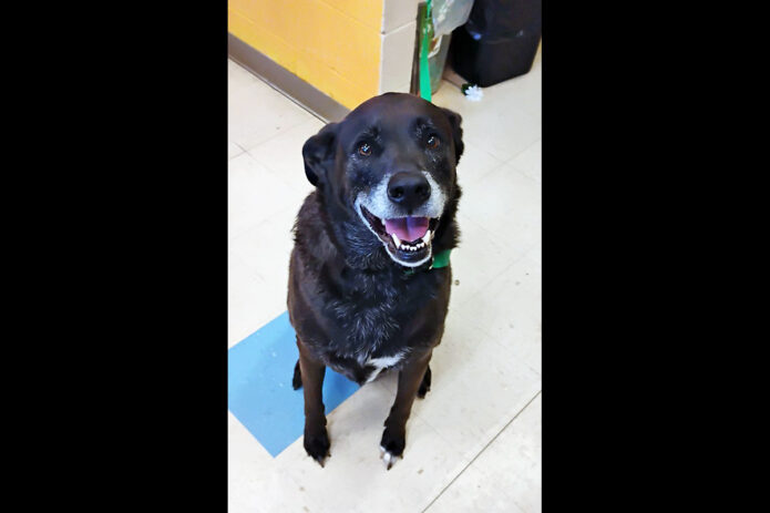 Montgomery County Animal Care and Control - Apollo