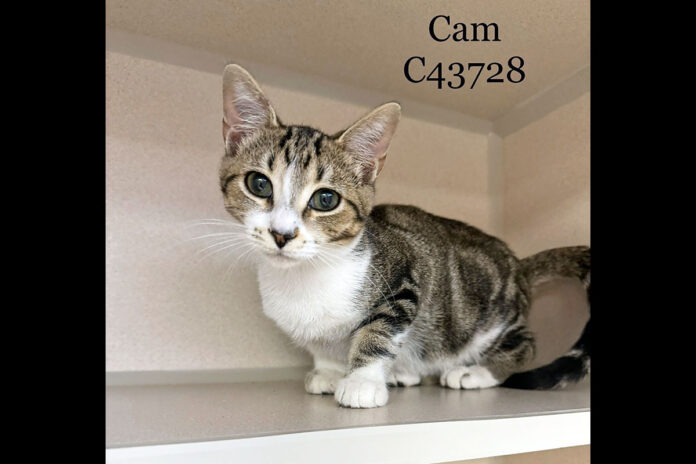 Montgomery County Animal Care and Control - Cam