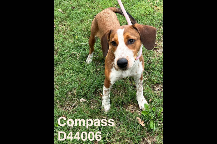 Montgomery County Animal Care and Control - Compass
