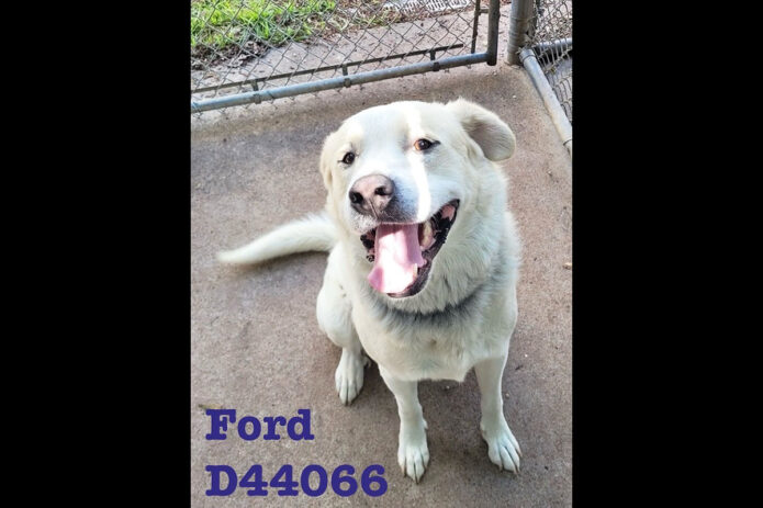 Montgomery County Animal Care and Control - Ford