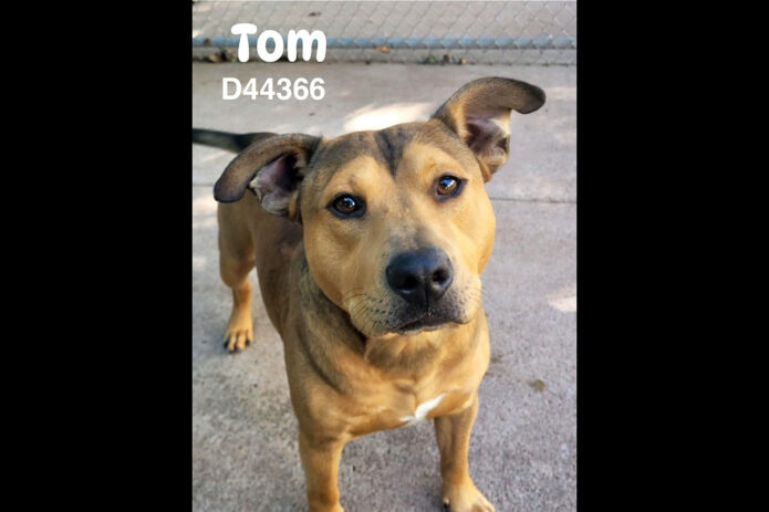 Montgomery County Animal Care and Control - Tom