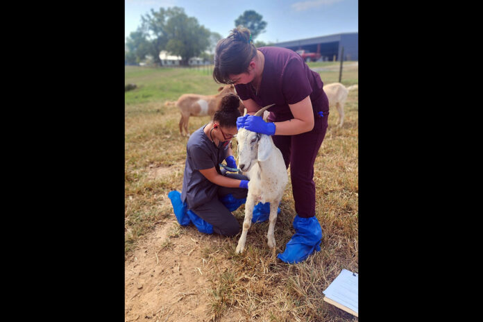 Austin Peay State University Welcomes Resilient Kiko Goats to Boost Agricultural Education Programs. (APSU)