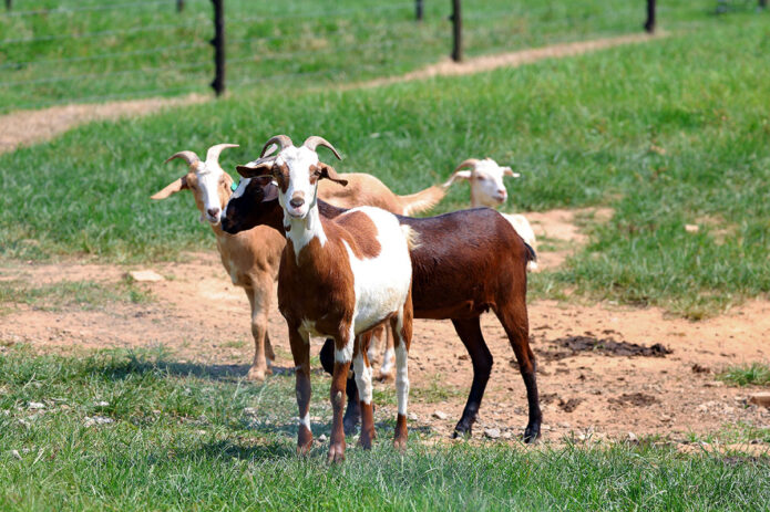 Kiko Goats at the Austin Peay State University Farm and Environmental Education Center. (APSU)