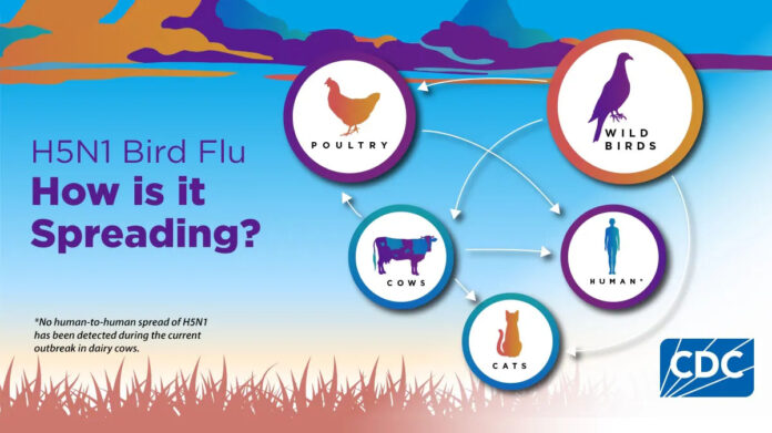 Bird Flu, How It Is Spreading. (CDC)