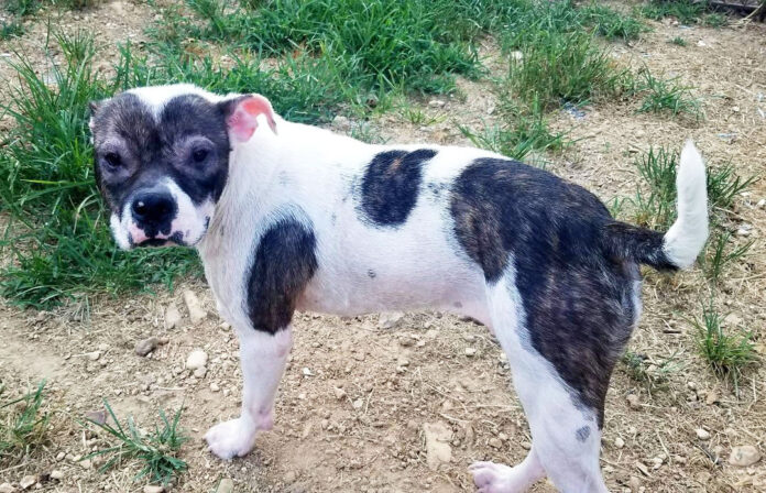 Companion Pet Rescue of Middle Tennessee - Jupiter