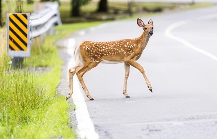 Deer Crossing the Road. (AAA)