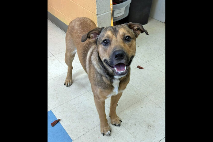 Montgomery County Animal Care and Control - Aries