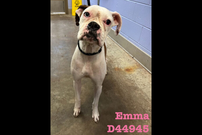 Montgomery County Animal Care and Control - Emma