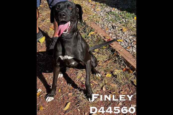 Montgomery County Animal Care and Control- Finley