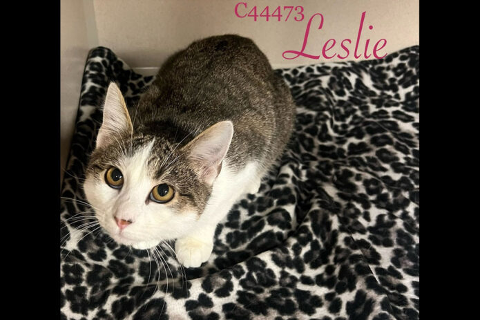 Montgomery County Animal Care and Control - Leslie