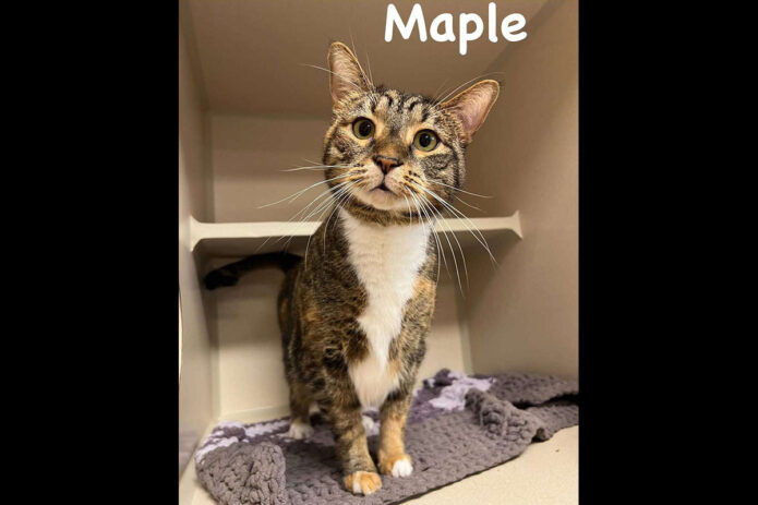 Montgomery County Animal Care and Control - Maple