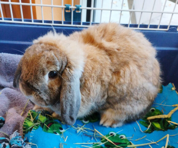 Montgomery County Animal Care and Control - Nova