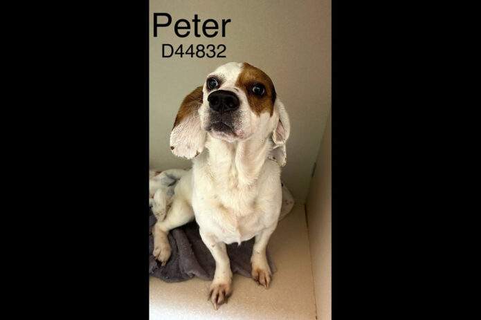 Montgomery County Animal Care and Control - Peter