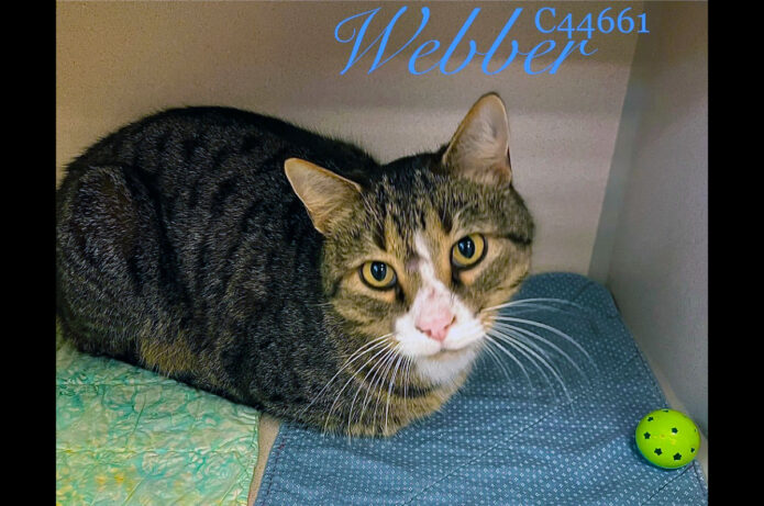 Montgomery County Animal Care and Control - Webber