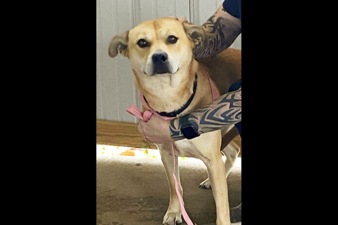 Stewart County Faithful Friends Animal Rescue - Autumn