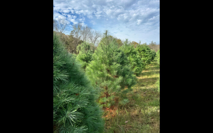 Wildwood Christmas Tree Farm