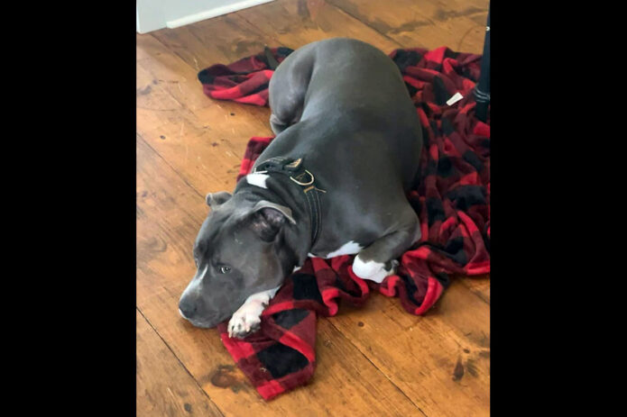 Companion Pet Rescue of Middle Tennessee - Kane