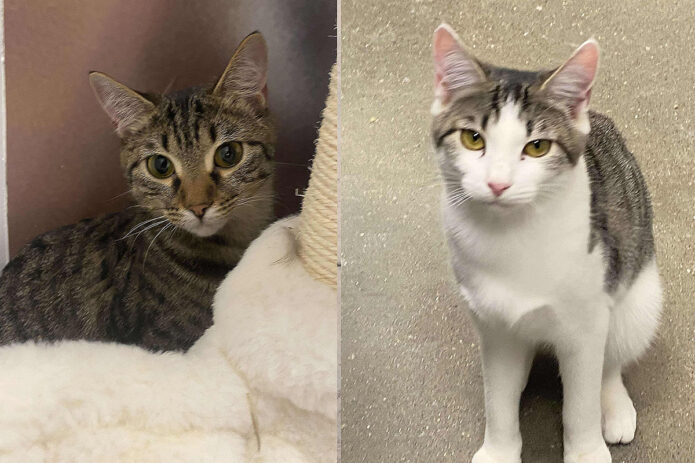 Finders Keepers Cat Rescue - Creme Brule & Toffee