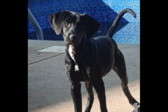 Kaylee’s Island of Misfit Dogs Rescue – Chelle
