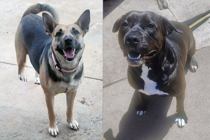 Kaylee’s Island of Misfit Dogs Rescue - Ophelia