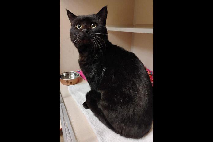Montgomery County Animal Care and Control - Bailey