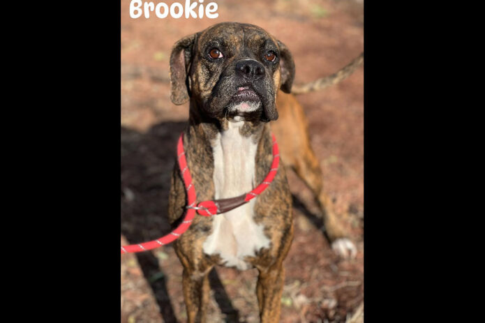 Montgomery County Animal Care and Control - Brookie