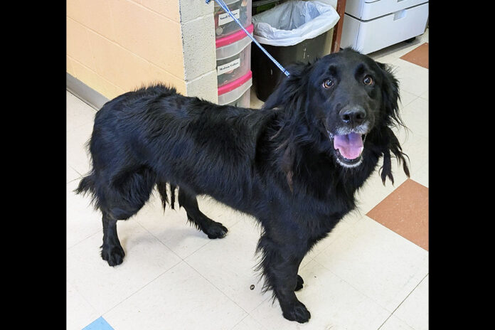 Charlie D is available at Montgomery County Animal Care and Control