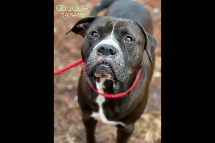 Montgomery County Animal Care and Control - Chuckie