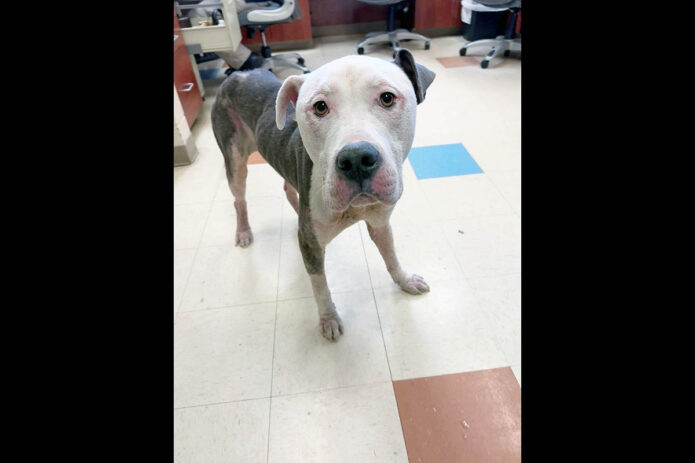 Montgomery County Animal Care and Control - Creedmore