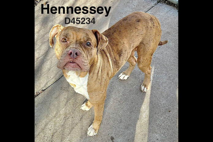 Montgomery County Animal Care and Control - Hennessey